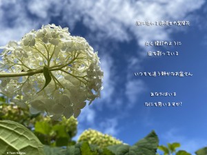 遅咲きの紫陽花。